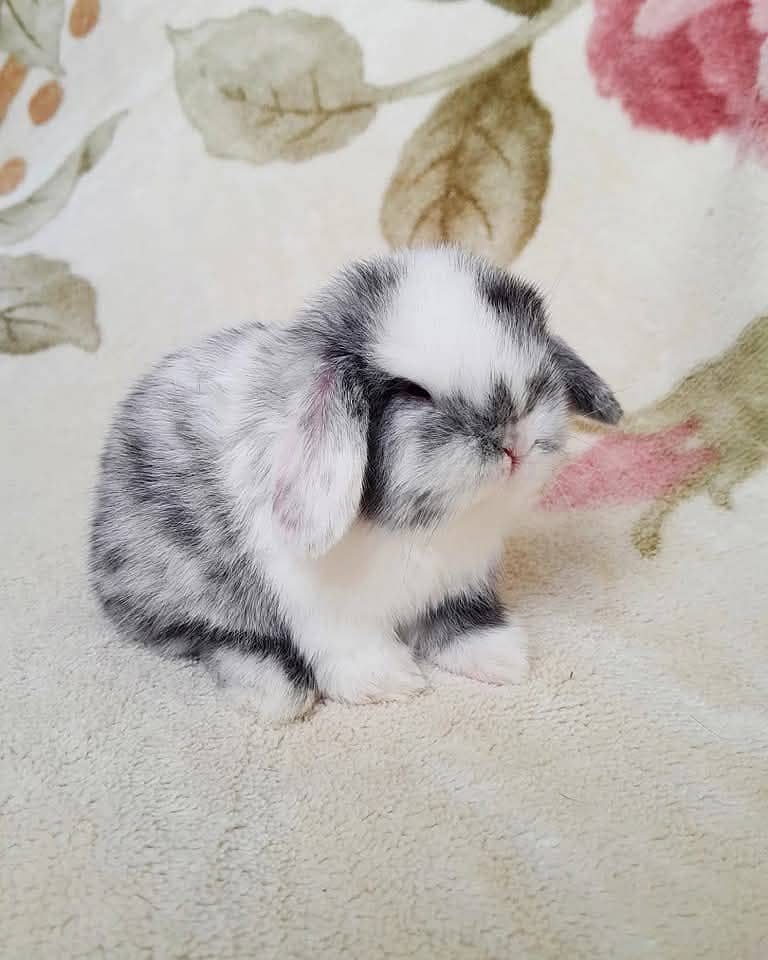 Lion Head Rabbits for sale & other Breeds also 3