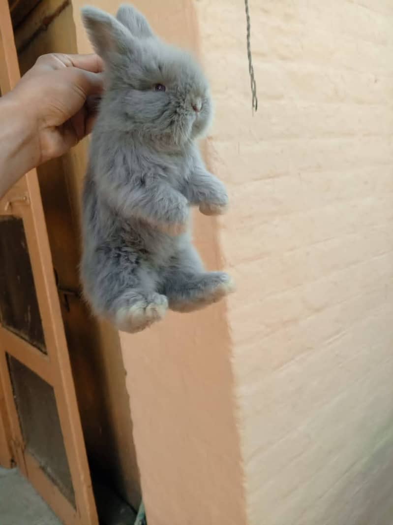Lion Head Rabbits for sale & other Breeds also 4