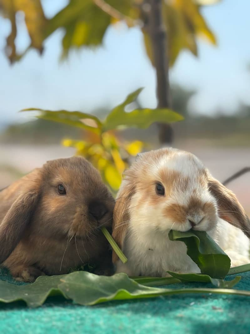Lion Head Rabbits for sale & other Breeds also 5