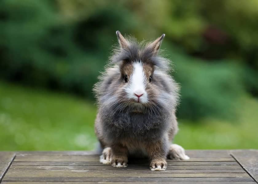 Lion Head Rabbits for sale & other Breeds also 6