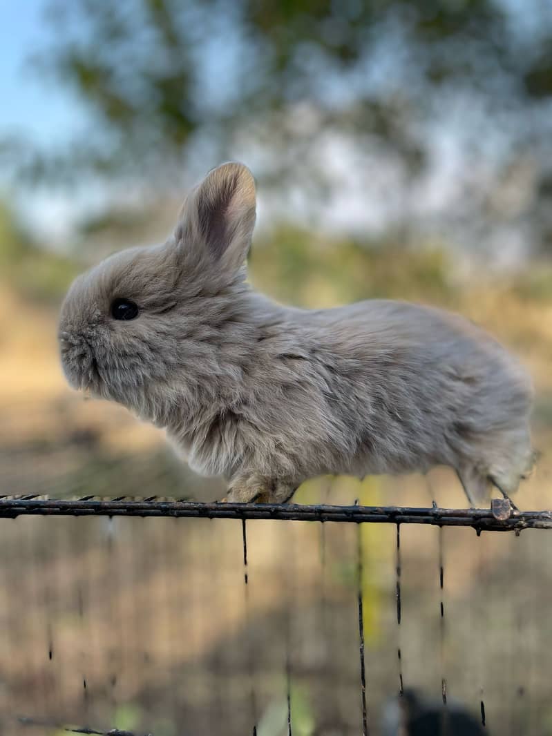 Lion Head Rabbits for sale & other Breeds also 7
