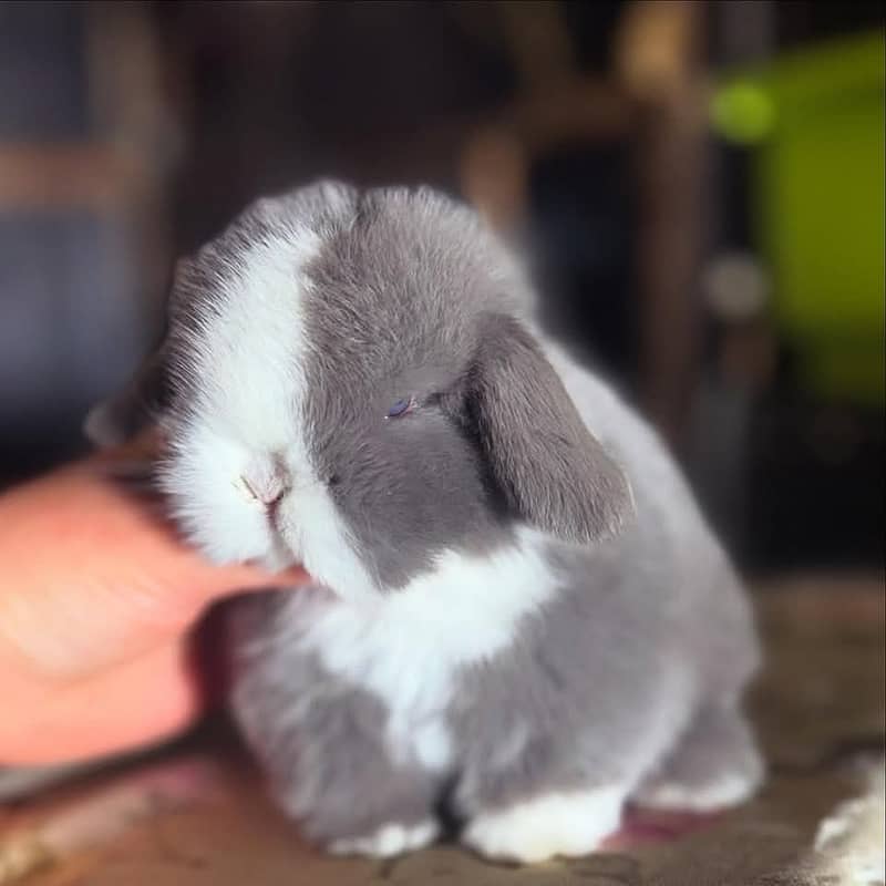 Lion Head Rabbits for sale & other Breeds also 9