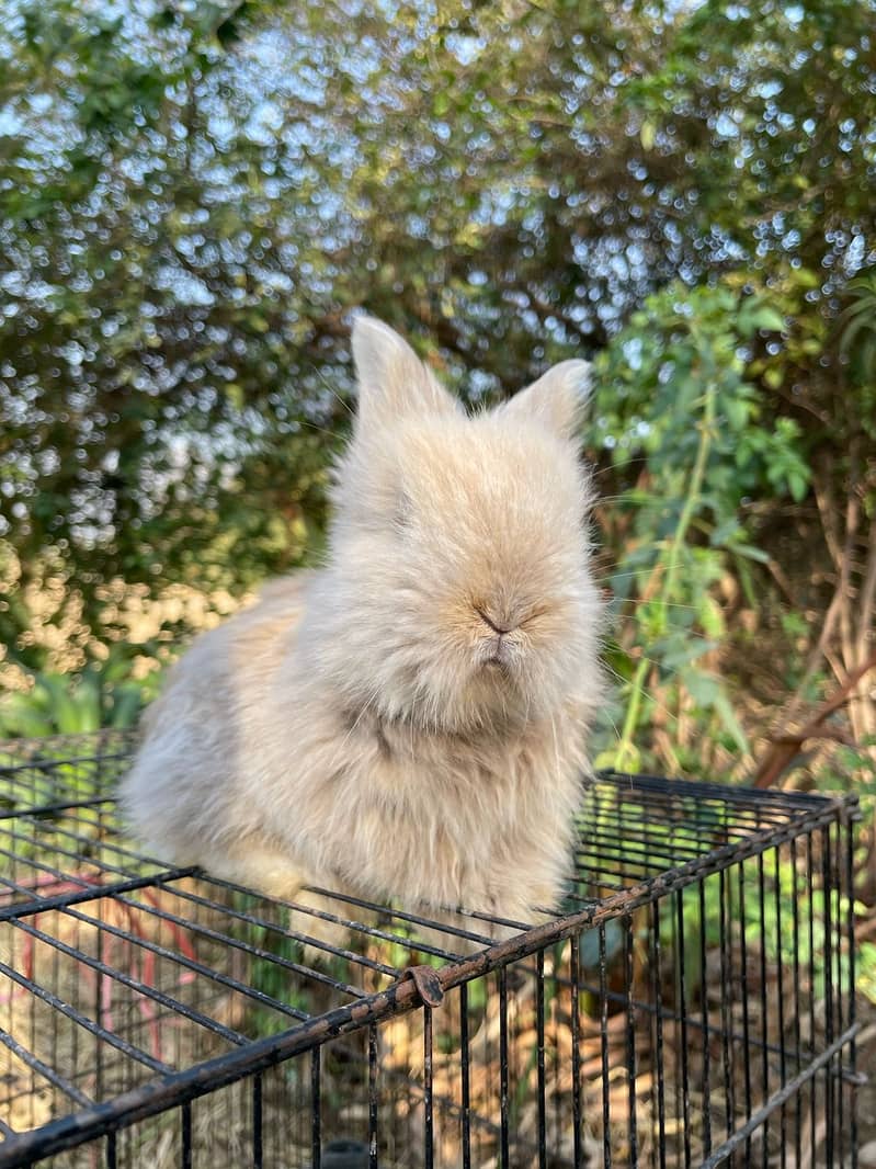 Lion Head Rabbits for sale & other Breeds also 11