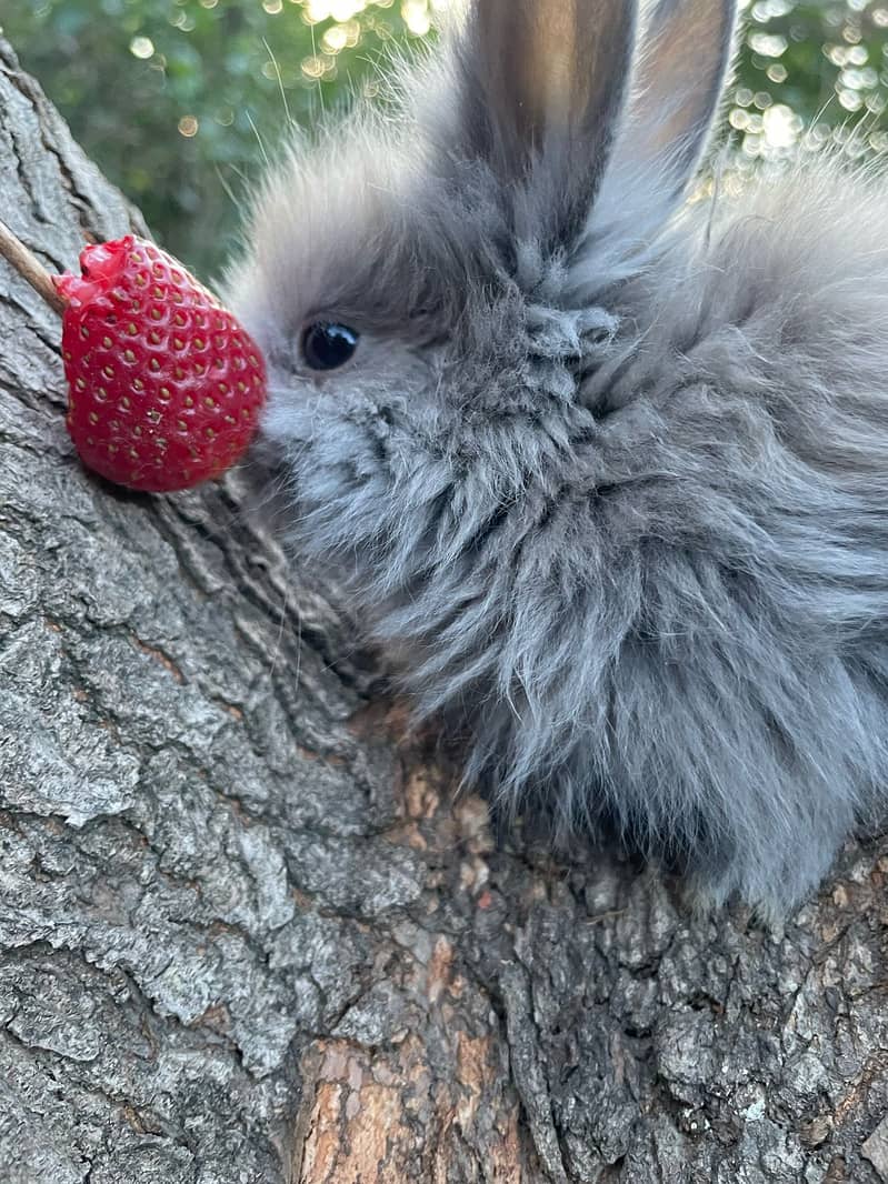 Lion Head Rabbits for sale & other Breeds also 13