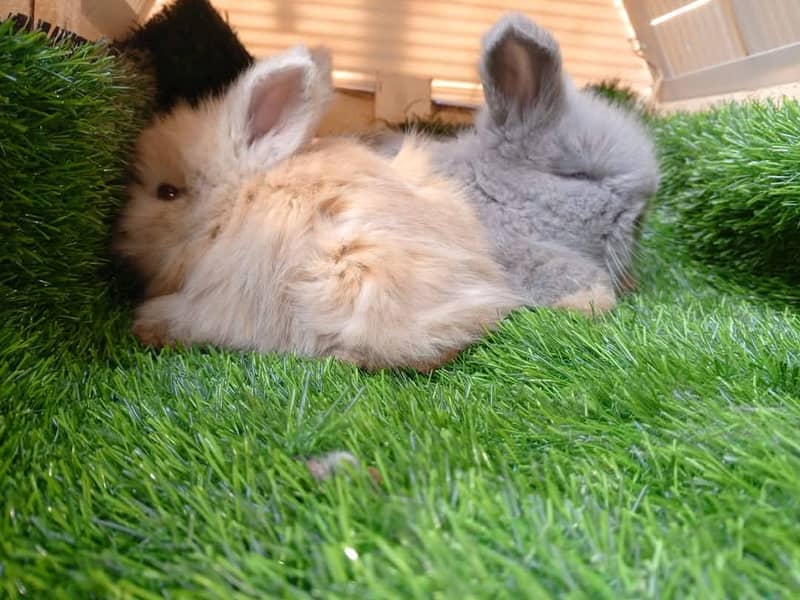 Lion Head Rabbits for sale & other Breeds also 14