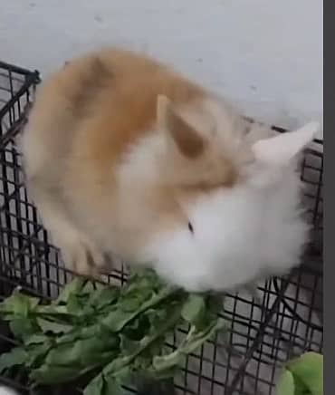 Lion Head Rabbits for sale & other Breeds also 15