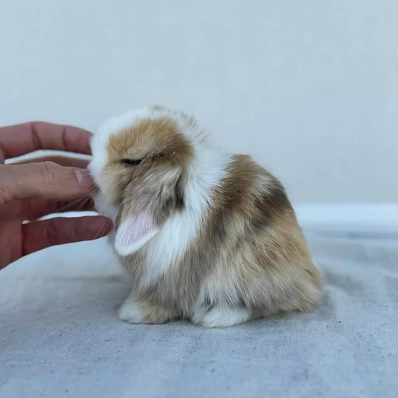 Lion Head Rabbits for sale & other Breeds also 16