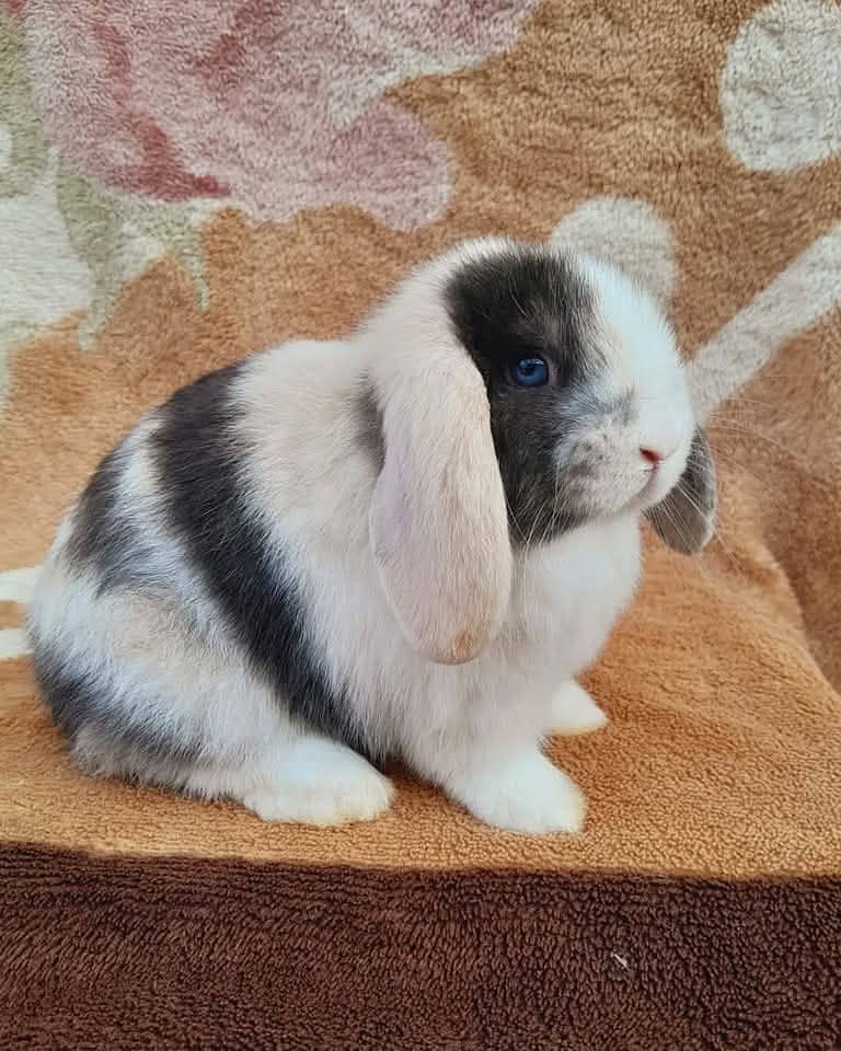 Lion Head Rabbits for sale & other Breeds also 17