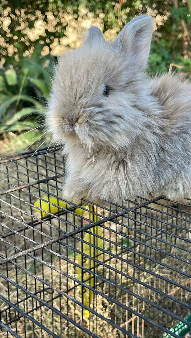 Lion Head Rabbits for sale & other Breeds also 18