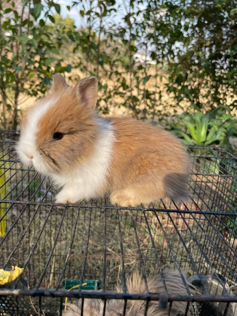 Lion Head Rabbits for sale & other Breeds also 19