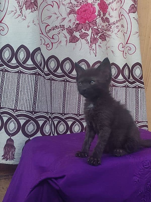 black and brown color kitten 0