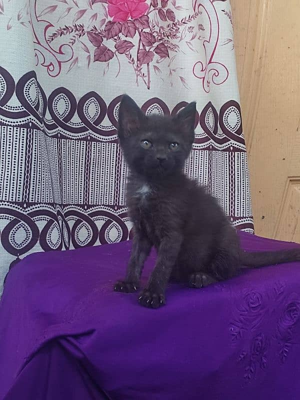 black and brown color kitten 1