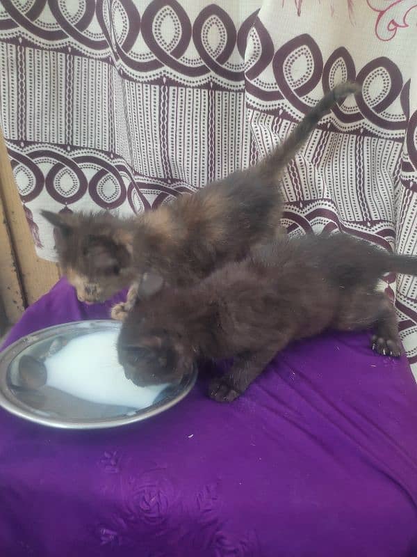 black and brown color kitten 3