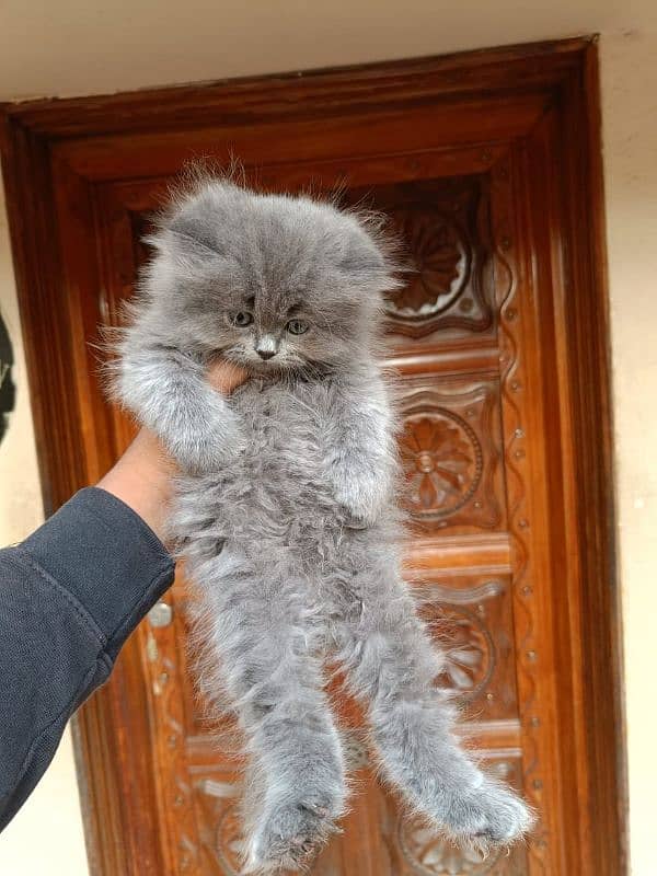 Persian kittens Available Whatsapp number 03466127216 1
