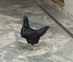 ayam
