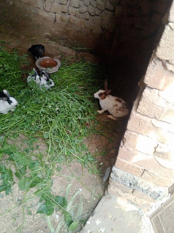 Rabbits available in Sargodha 0