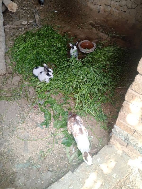 Rabbits available in Sargodha 1