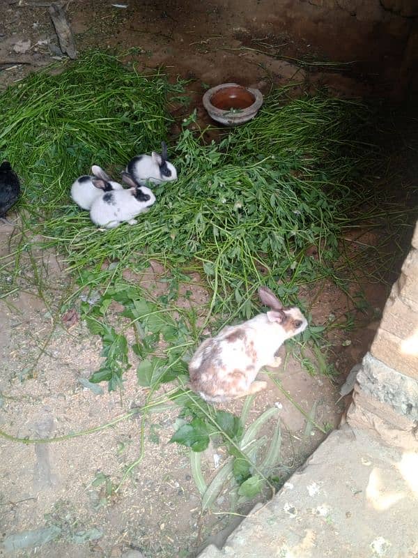 Rabbits available in Sargodha 2