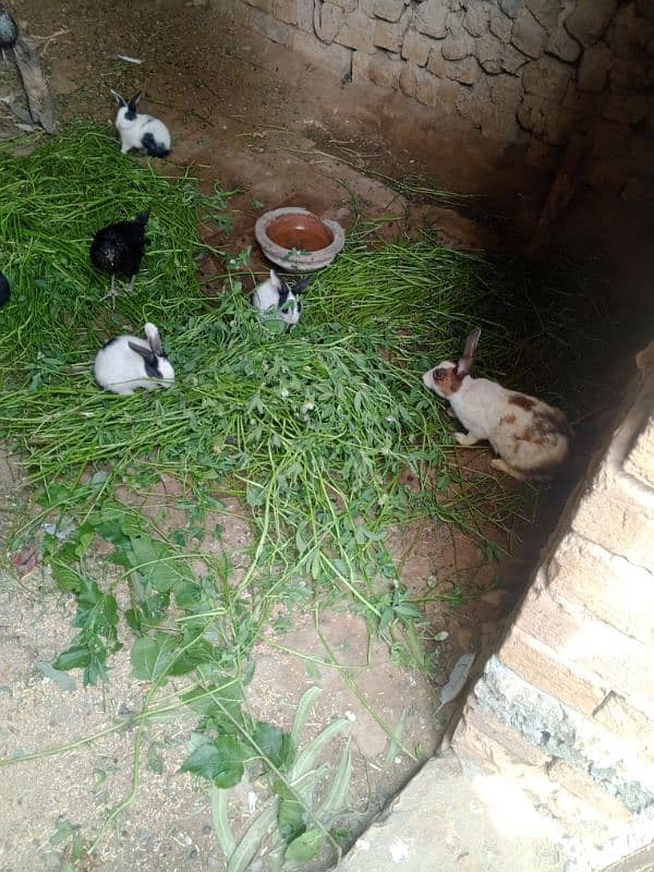Rabbits available in Sargodha 3