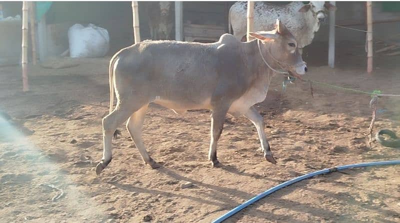 2 dant Bachra or Bachri 0