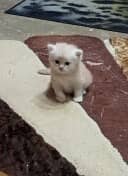 kitten 0