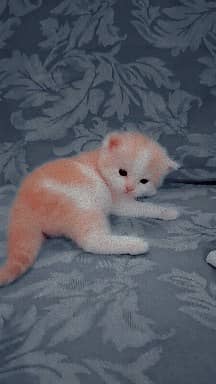 kitten 1