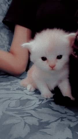 kitten 2