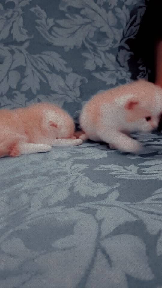 kitten 3