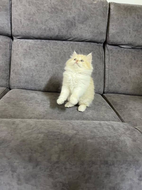 Persian kittens Available Whatsapp number 03466127216 0