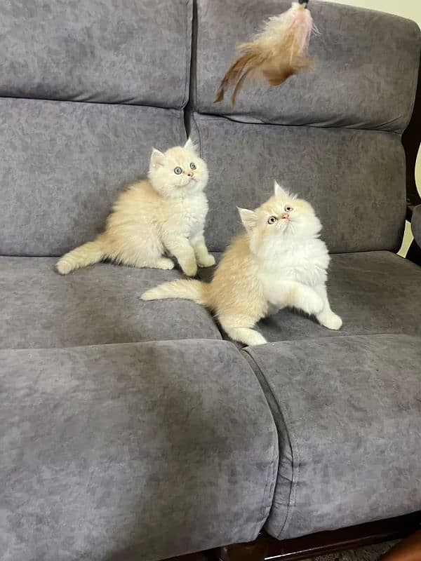 Persian kittens Available Whatsapp number 03466127216 1