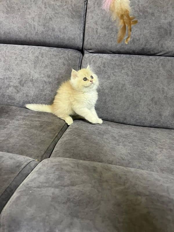 Persian kittens Available Whatsapp number 03466127216 2