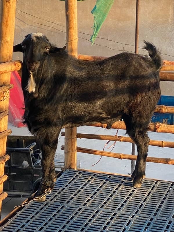 Tedda Bakra 4