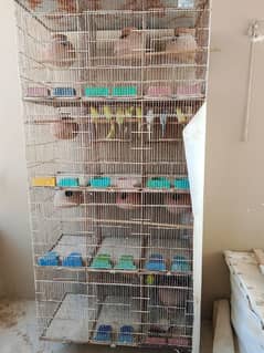Birds