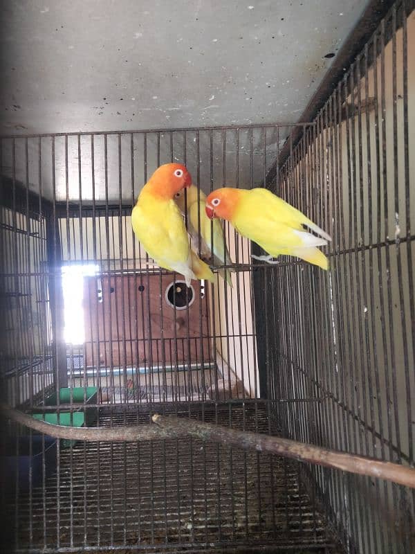 lutno parsnta red eye 0