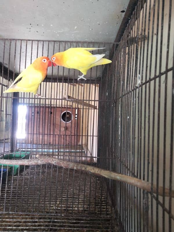 lutno parsnta red eye 1
