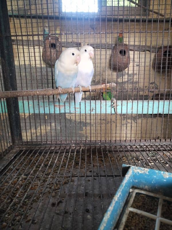 lutno parsnta red eye 2