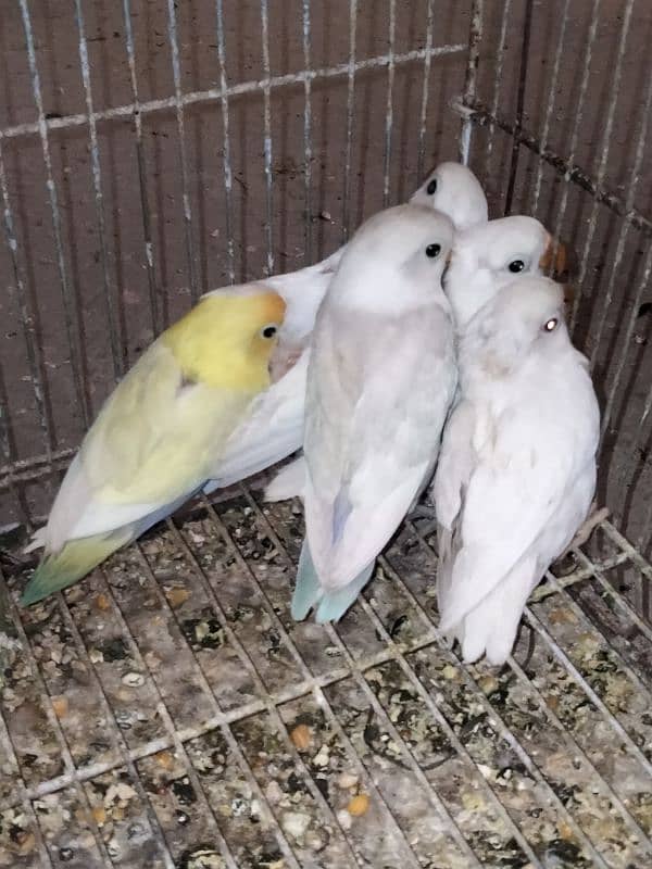 lutno parsnta red eye 5