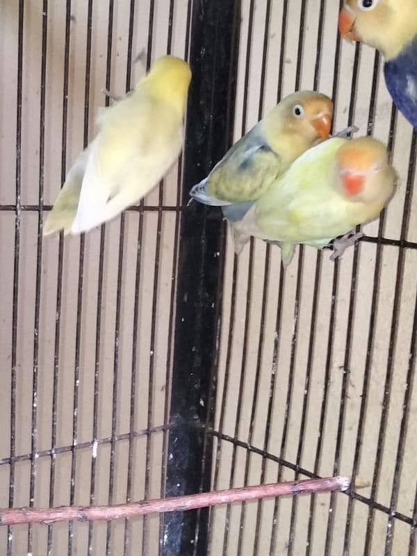 lutno parsnta red eye 8