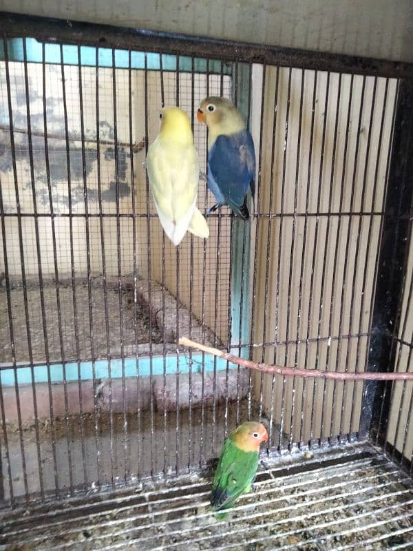 lutno parsnta red eye 9