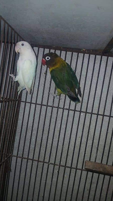 lutno parsnta red eye 12