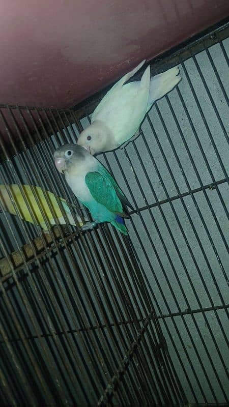 lutno parsnta red eye 13