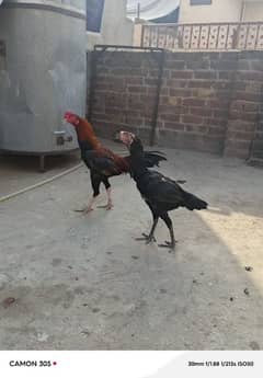 Aseel murga murgi adult pair for sale jis kisi ko b pasnd ho rabta kr