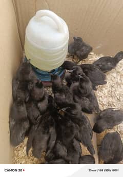 Ayam samani chick's available han 3 month k active han bilkul