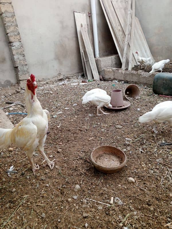 Heera females chicks and eggs 0