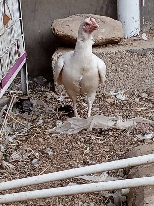 Heera females chicks and eggs 2