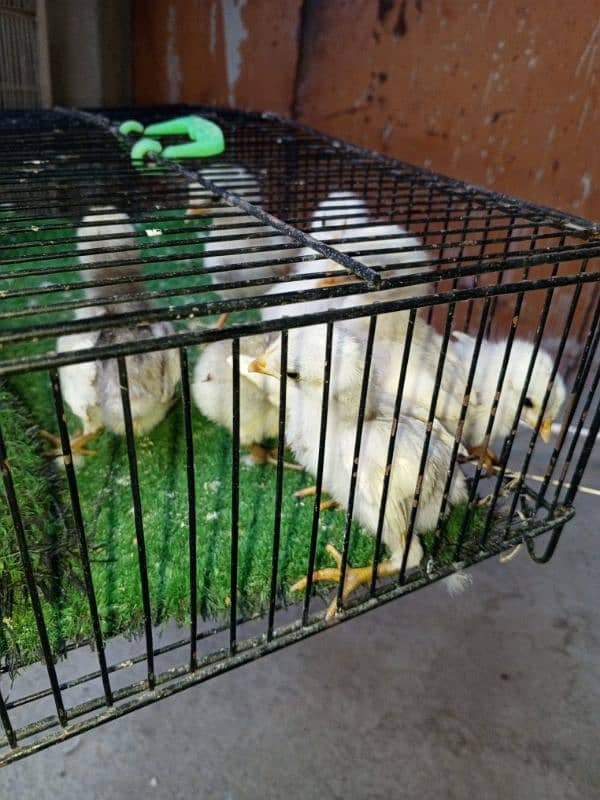 Heera females chicks and eggs 3