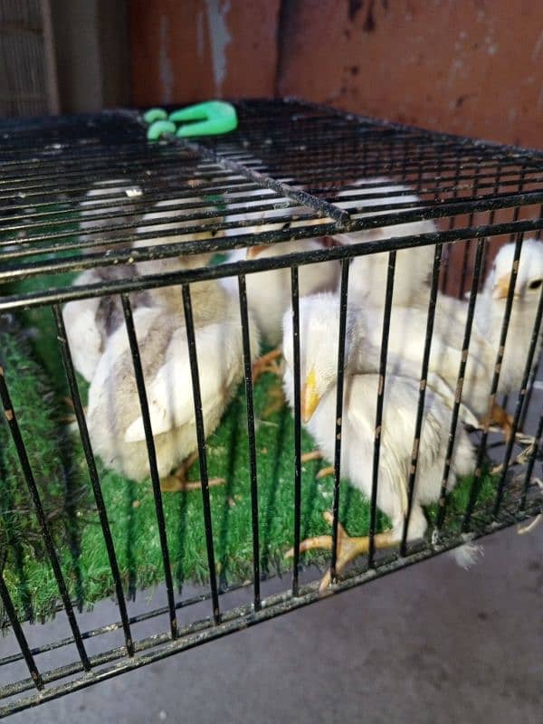 Heera females chicks and eggs 4