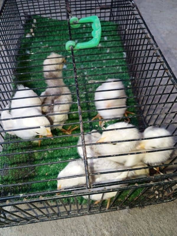 Heera females chicks and eggs 5