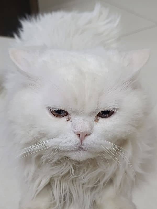 Persian cat pair (triple coat) 0