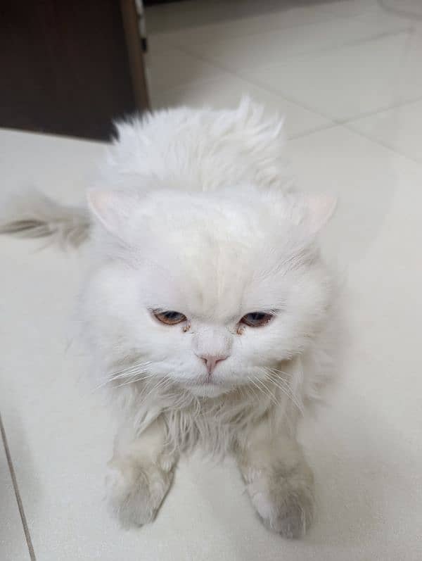 Persian cat pair (triple coat) 1